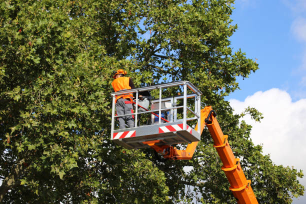 Leaf Removal in Biltmore, TN