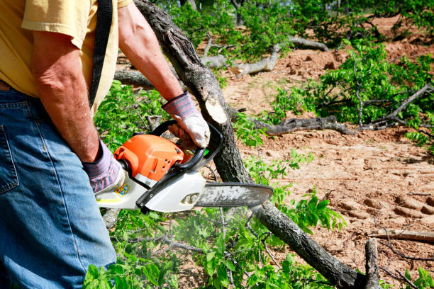 Why Choose Our Tree Removal Services in Biltmore, TN?